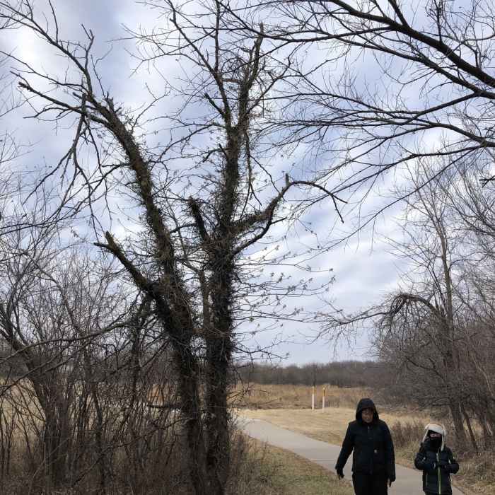 This dead Honey Locust tree is COMPLETELY wrapped in poison ivy! The city should probably remove this... Near Swanson Park