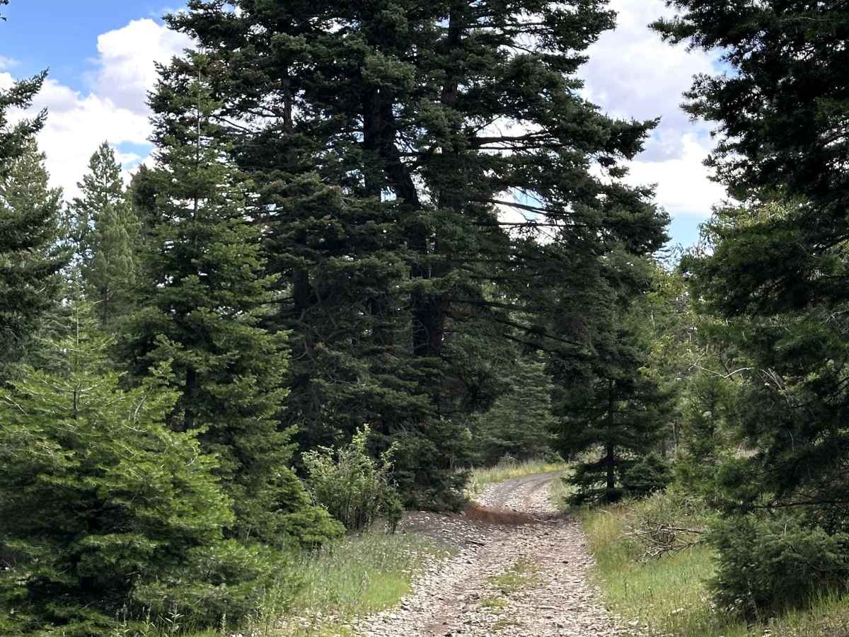 Benson Ridge South photo 4