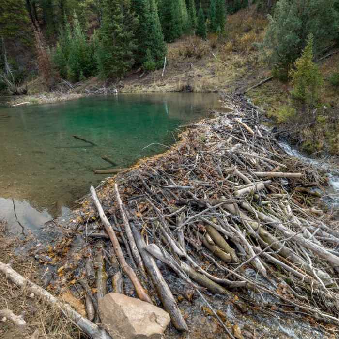 Near Temple Fork Sawmill Out and Back