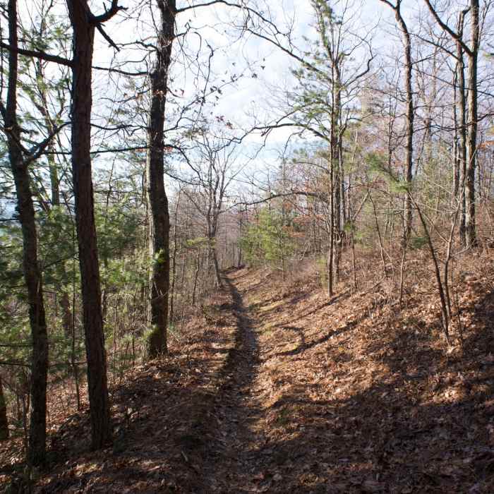 Near Rich Mountain Trail