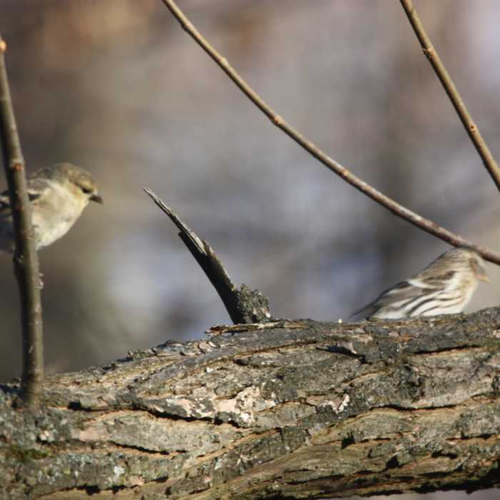 Near Blendon Woods Metro Park