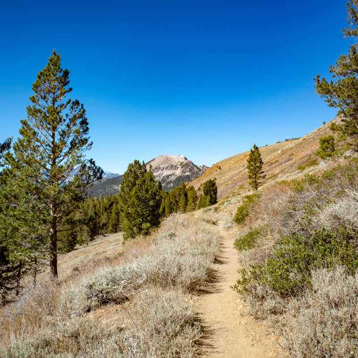 Near Heart Lake Trail