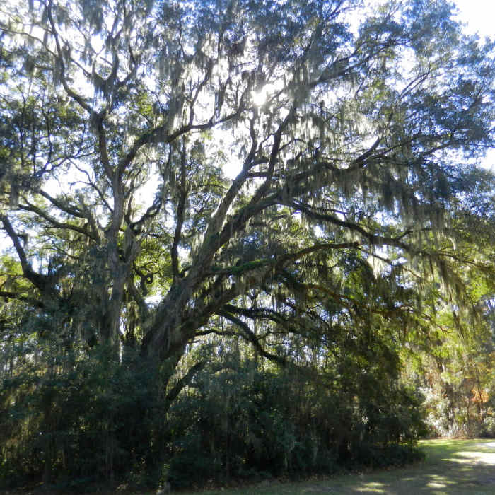 Giant live oaks with Spanish moss shade the path. Near Jarvis Creek Leisure Loop