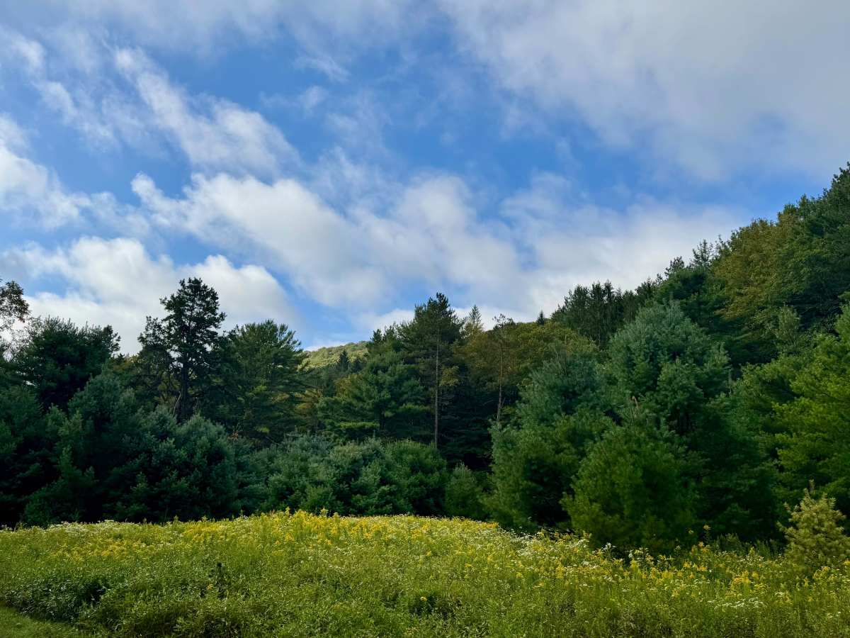 Sandy Run Road photo 6