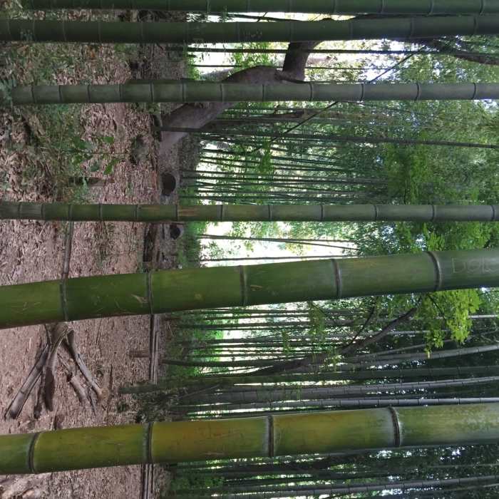 The little bamboo forest right by the river. Near East Palisades Route