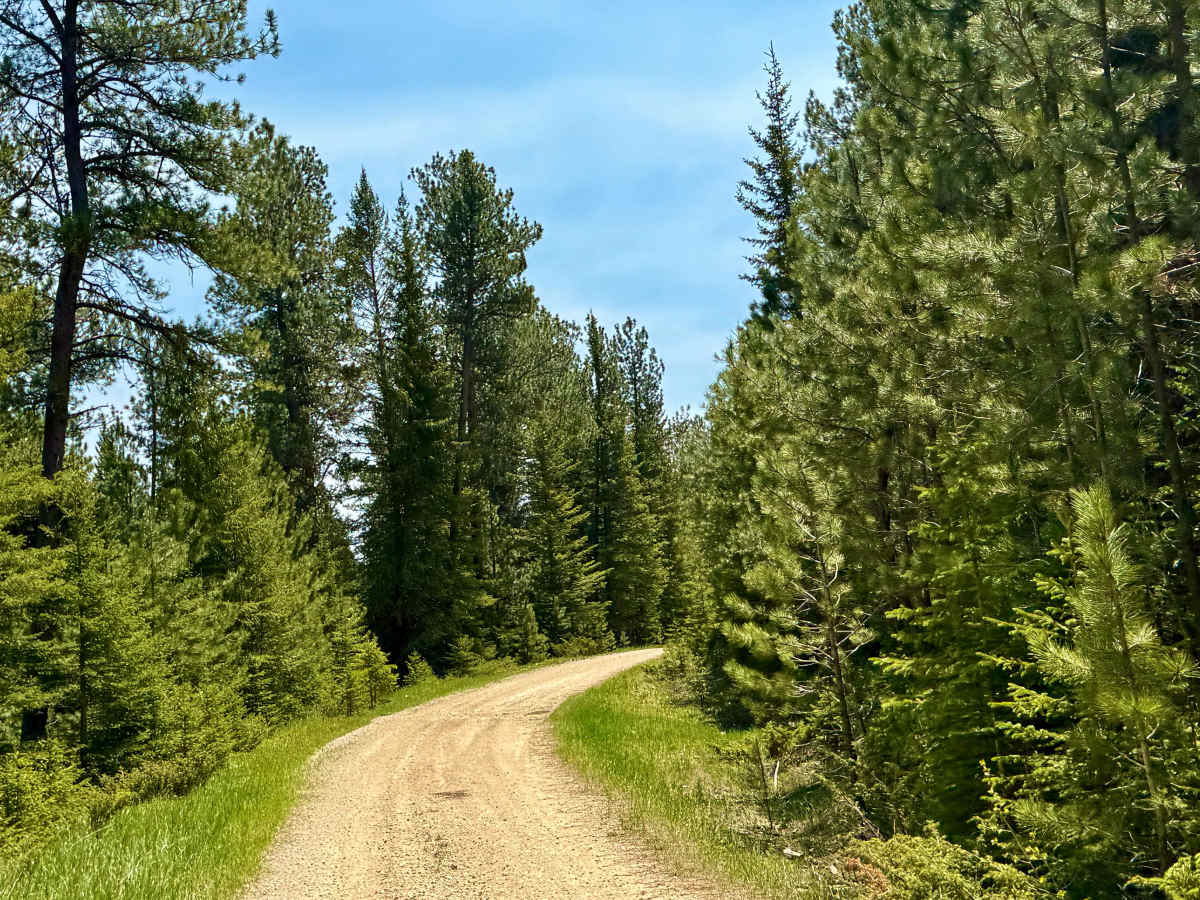 FS 655 Trail Gulch  photo 3