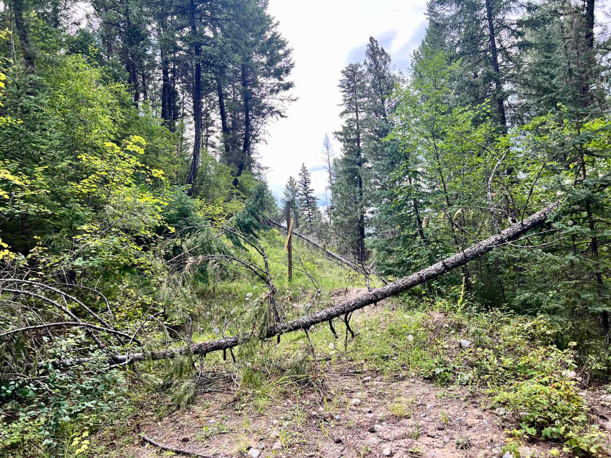 Gold Creek photo 2