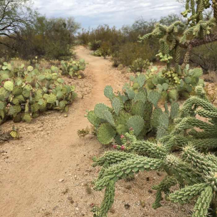 Near Cholla Trail