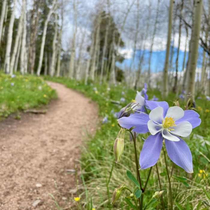 Near Colorado Trail Segment 5