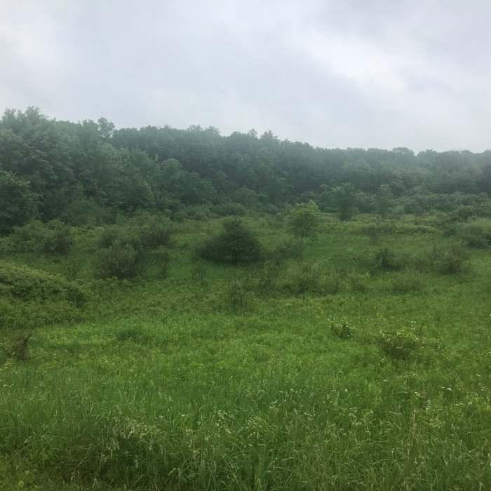 Rainy meadow Near Seidman Park Outside Loop