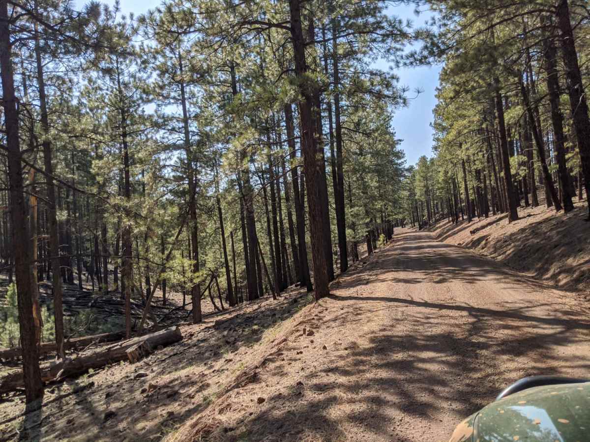 Wind Mountain Trail #410 photo 6