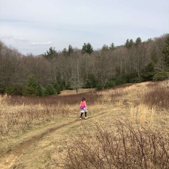 The Boone Fork Trail heads into the meadow before diving back into the forest. Near Tanawha Trail