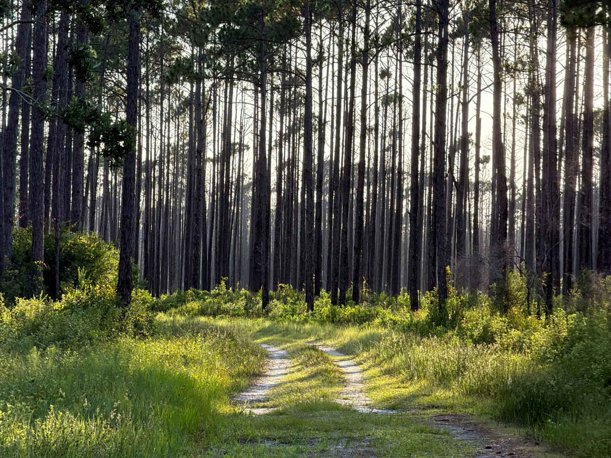 Pidcock Road trail photo