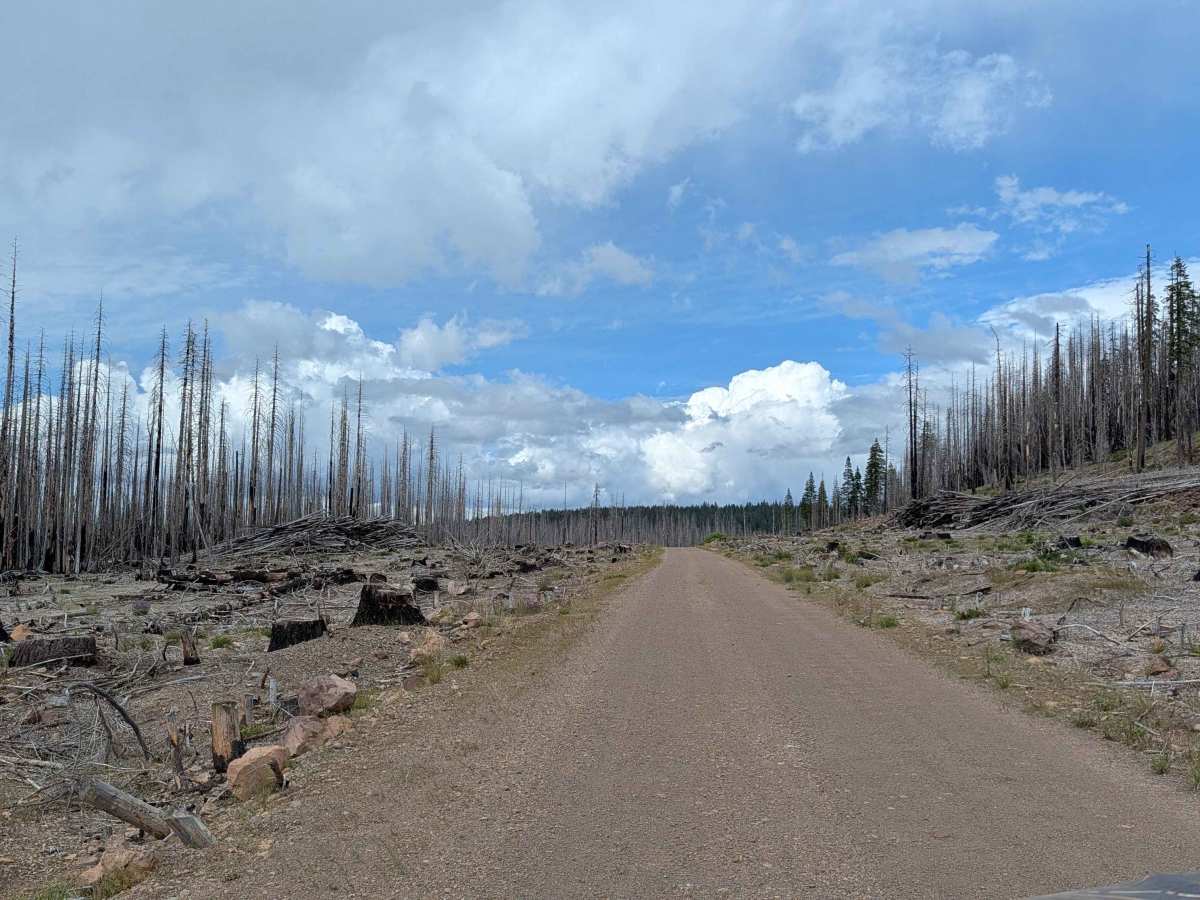 Pumice Mountain East - FS 43N15 trail photo