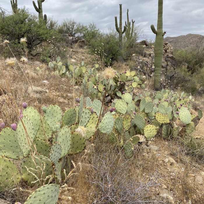 Near Cochie Springs Trail