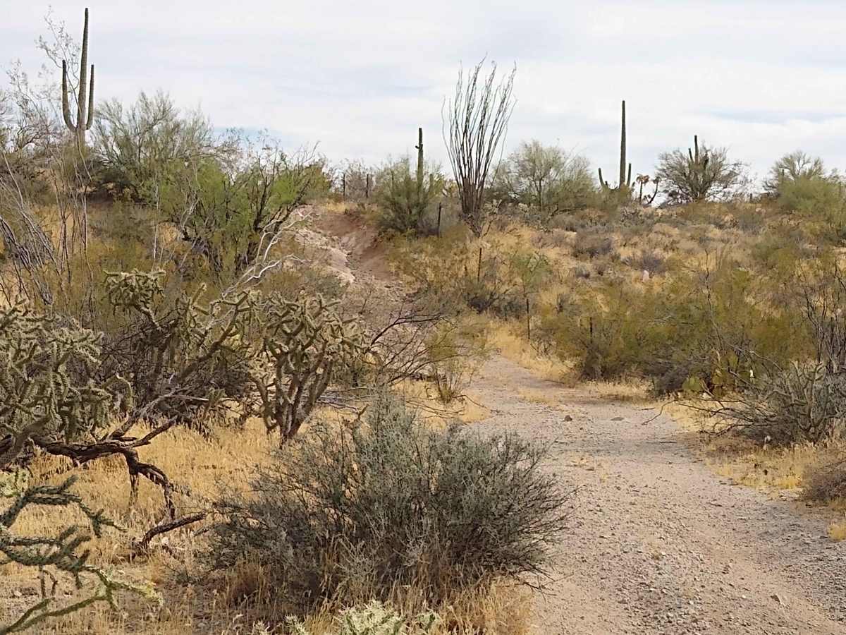 Davis Pathway photo 4