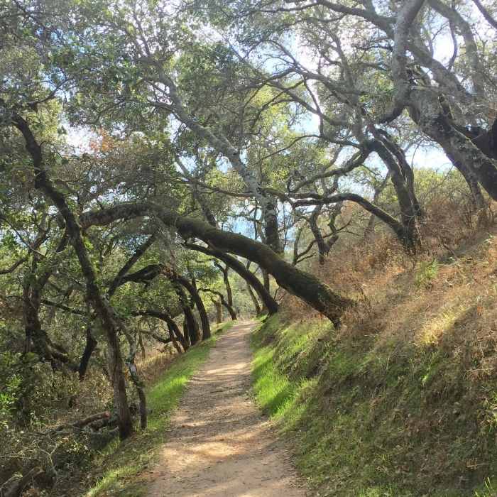 Near Dusky-footed Woodrat Trail