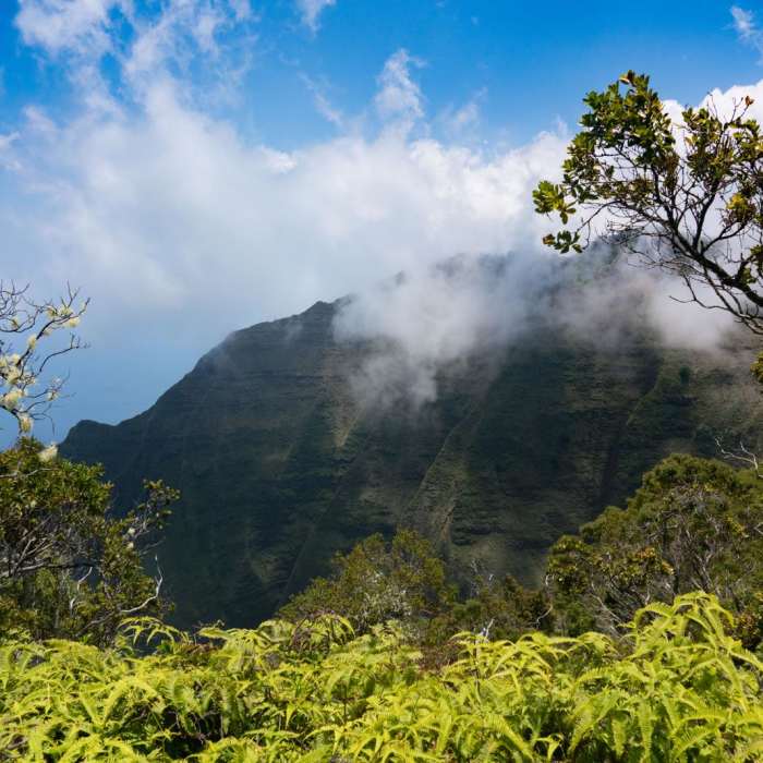 Near HonopA<< Ridge Trail Near HonopA<< Ridge Trail
