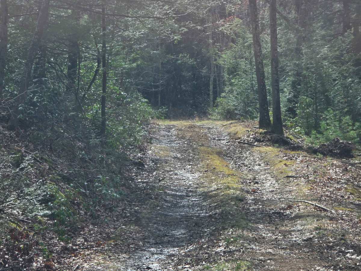 Heintz Trail photo 4