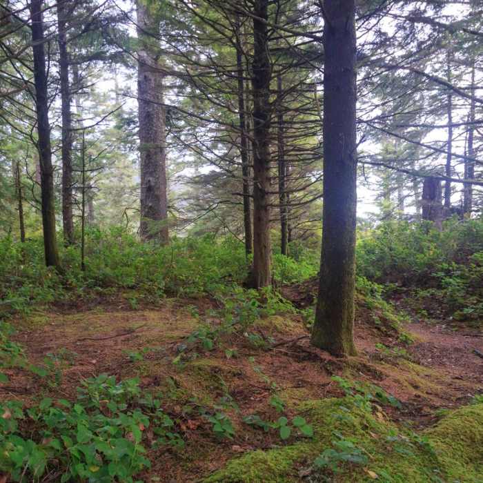 Near Oregon Coast Trail Section 2