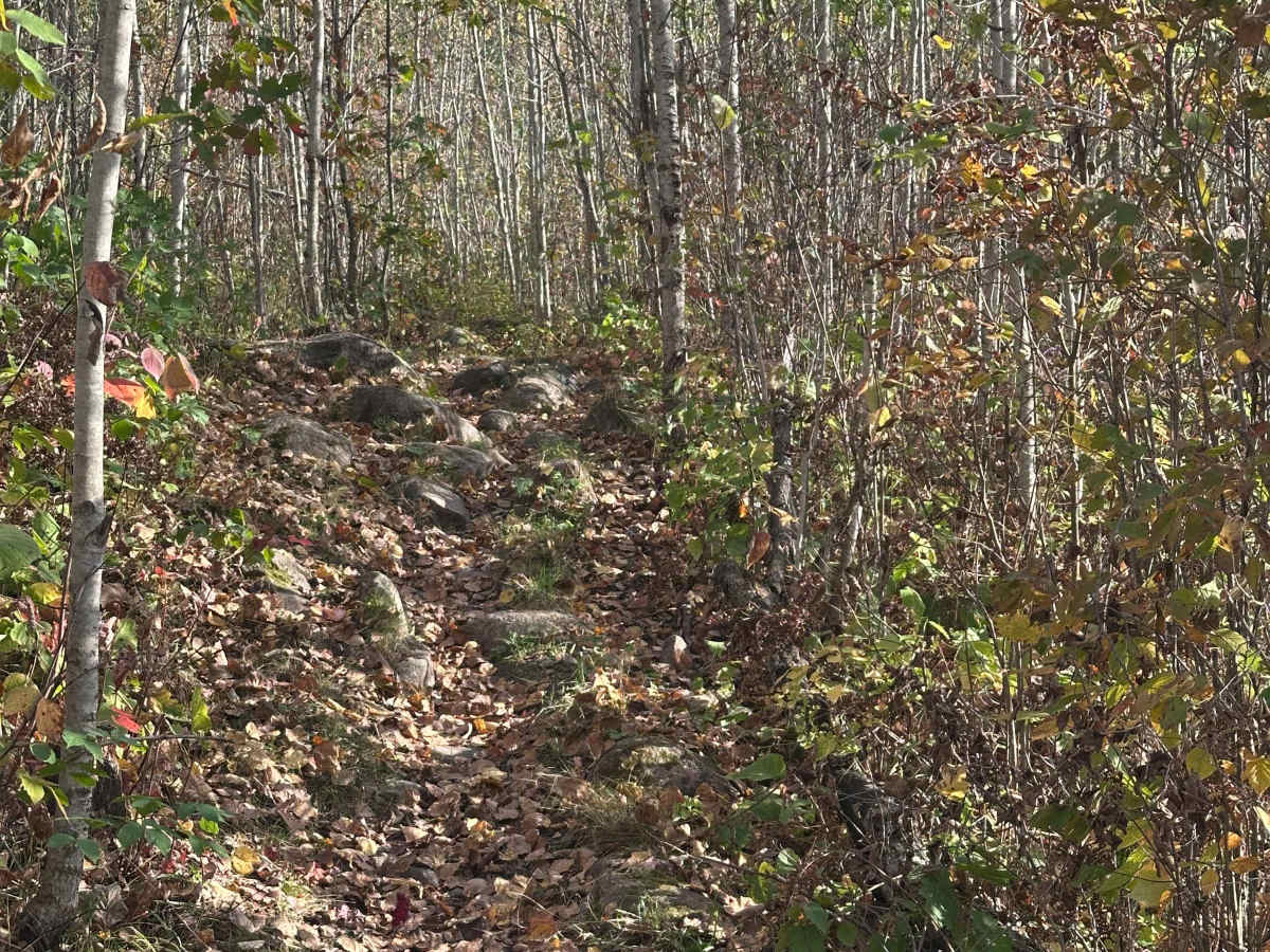 Ron's Revenge photo 2