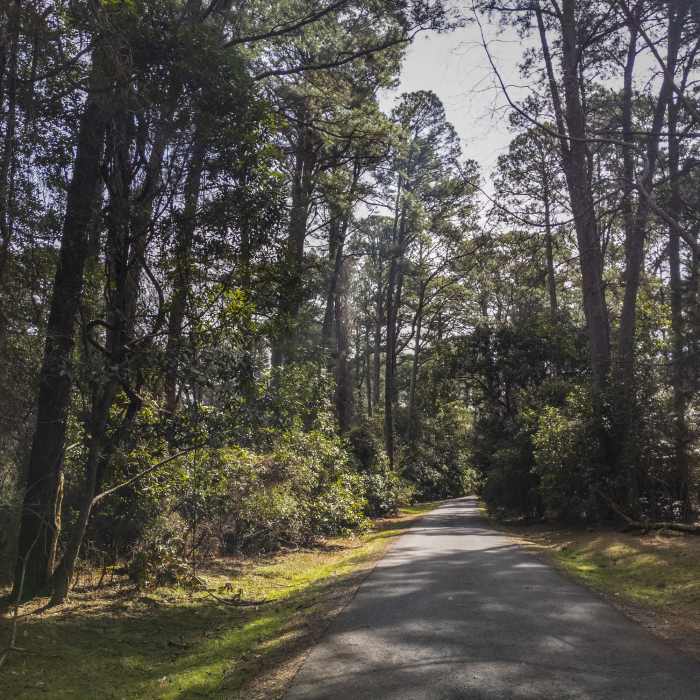 Asphalt surface among the trees. Near Jamestown Island Loop