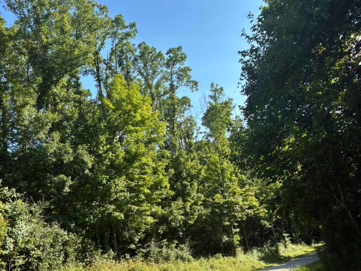 Town Highway 323 trail photo
