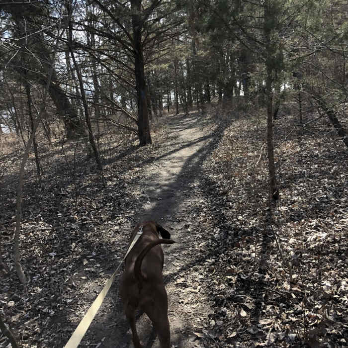 Millie is showing us the way. Lots of Red Cedars through this section and it's very flat; a welcome change to the first 3/4 mile! Near Elk River Trail