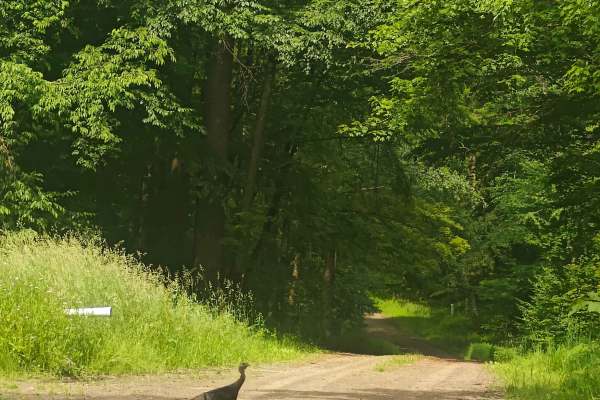 Boatroad Run - FSR 252