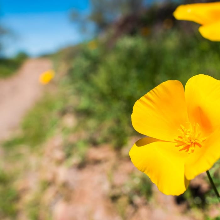 Near Yavapai Point Trail