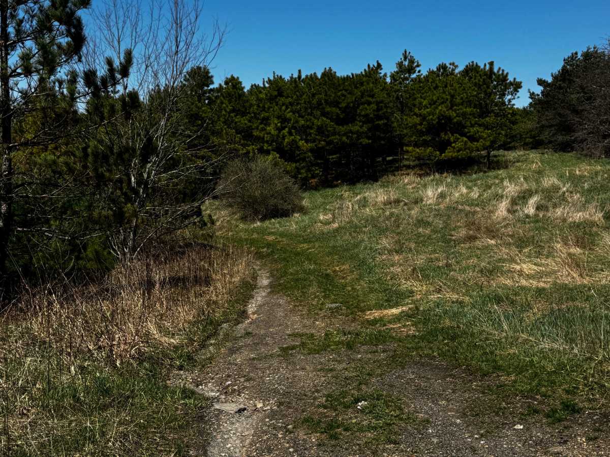 Logway Run Hill Climb Trail photo 2