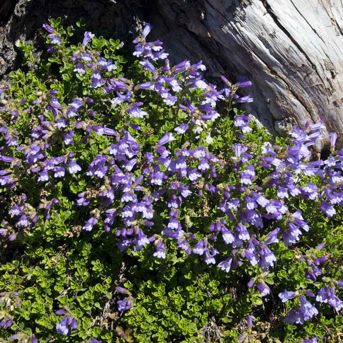 Near Obsidian Trail Hike Near Obsidian Trail Hike