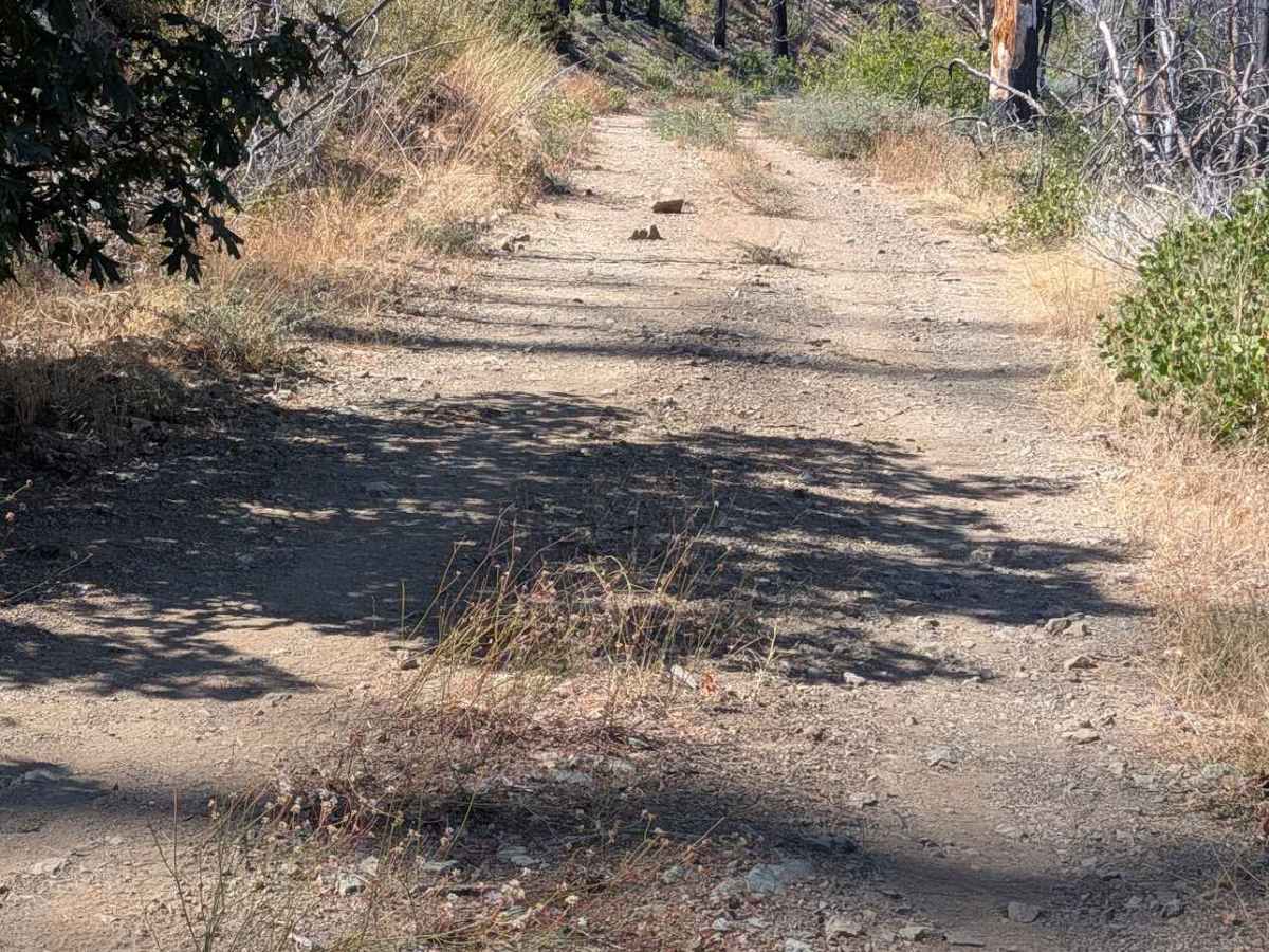 Redding Pine Road - FS 29N38 photo 3