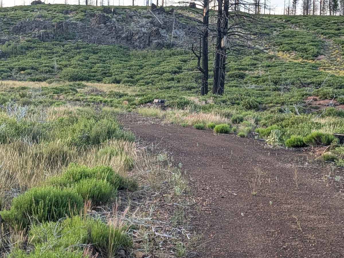 Cayuse C - FS 44N75C trail photo