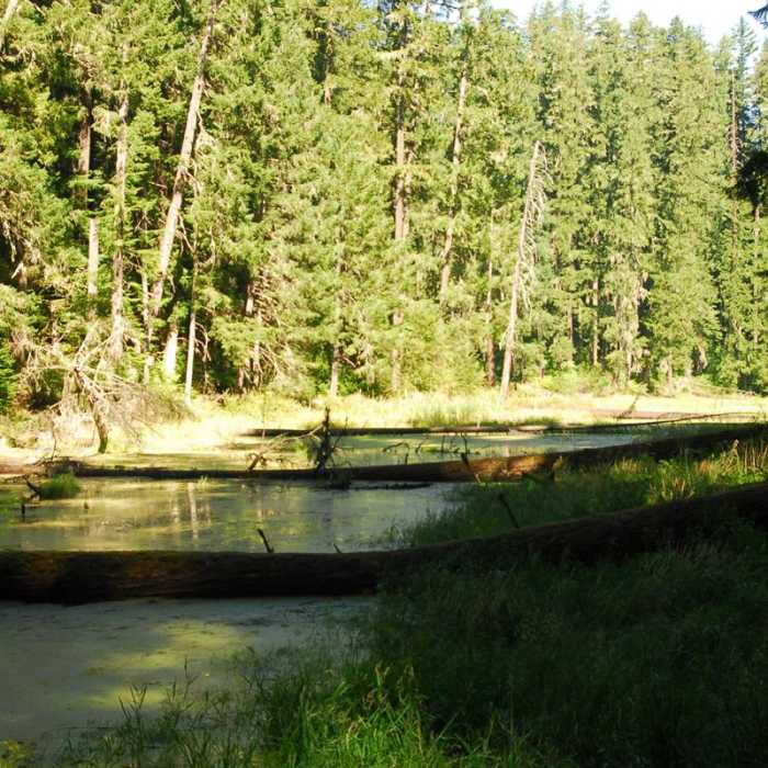 Near Alder Flats Hike + Campsites