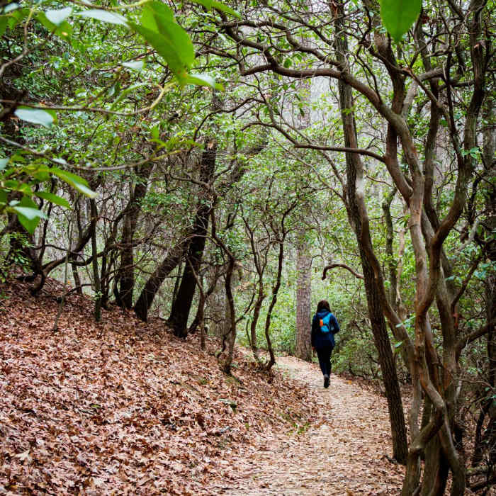 Near Yellow Branch Falls