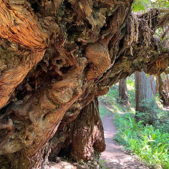 Near Fern Canyon Loop