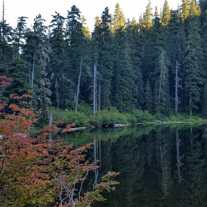 While the drive to the trailhead is long and the hike is short, the fall colors at Plaza Lake can be beautiful. Photo by Cameron Brown. Near Plaza Lake Trail #788