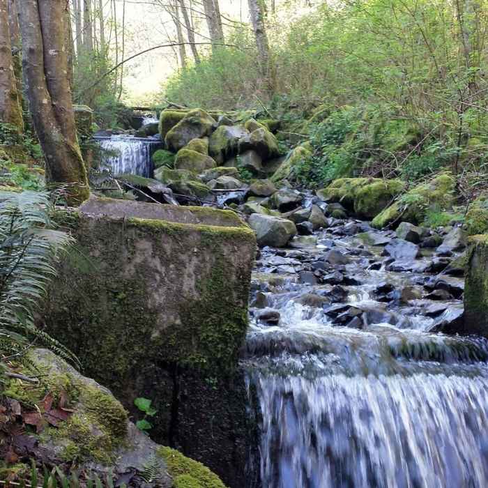 Near Japanese Gulch Loop