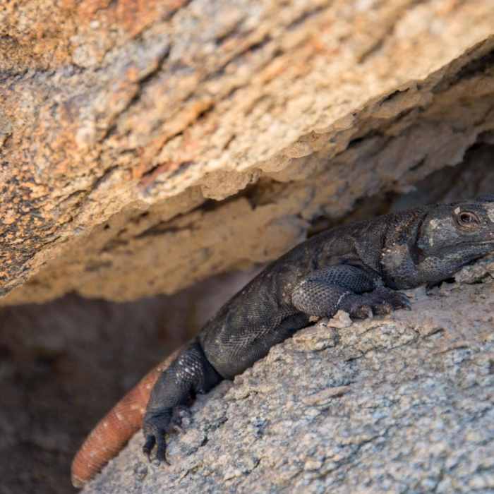 Near Holbert Trail to Dobbin's Lookout