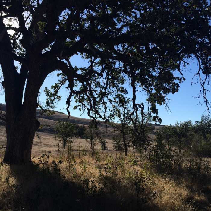 Near Cheeseboro Ridge & Cheeseboro Canyon Trail