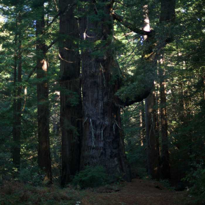 Near Lobitos Creek Trail