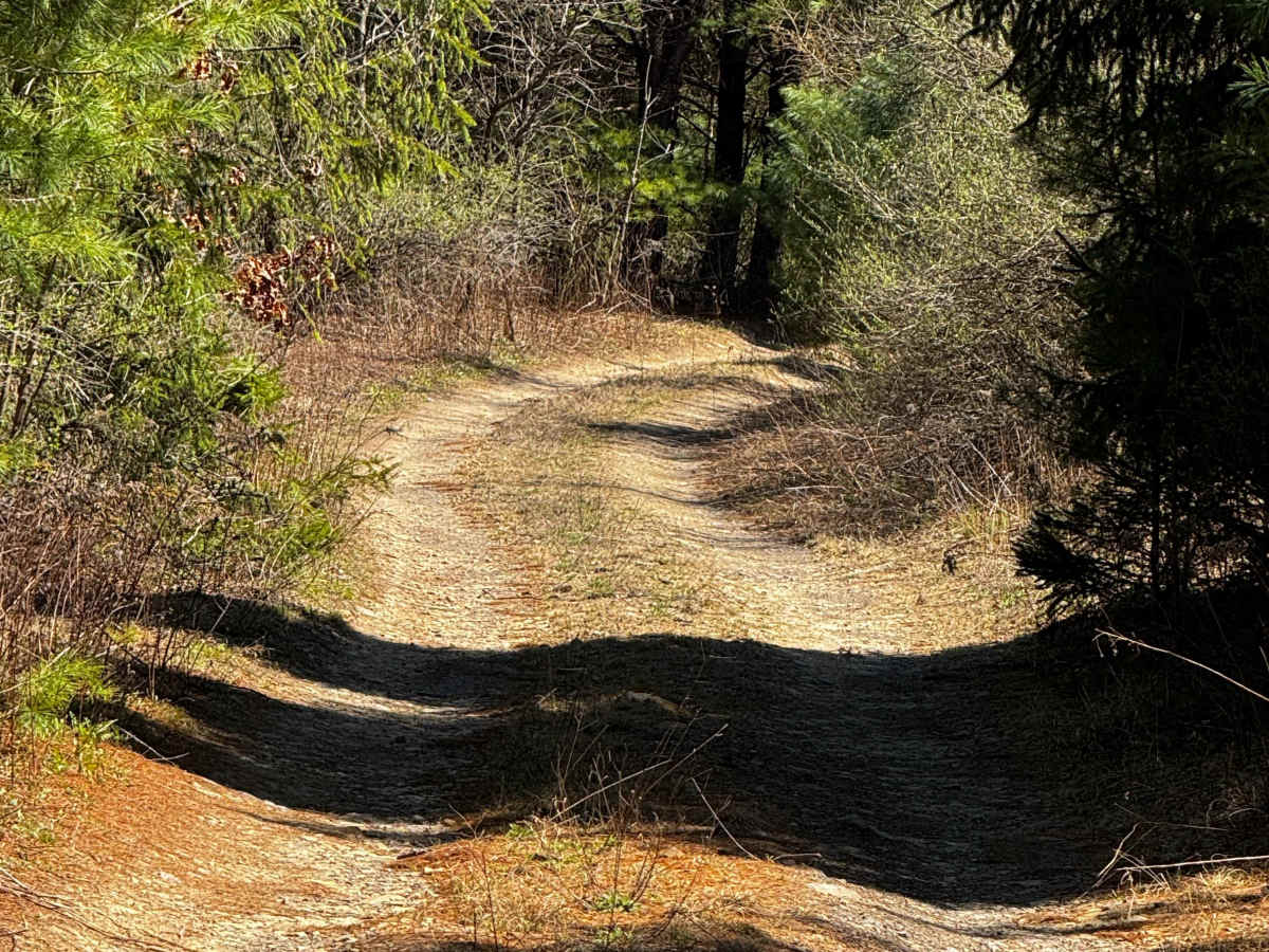 Logway Run Trail East photo 3