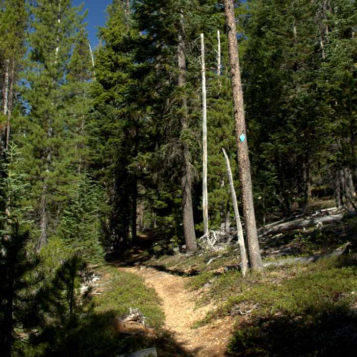 Near Mt. Bailey Trail #1451