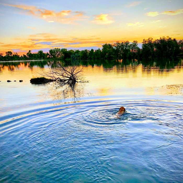 Early Morning Swim Near Coot Lake Trail