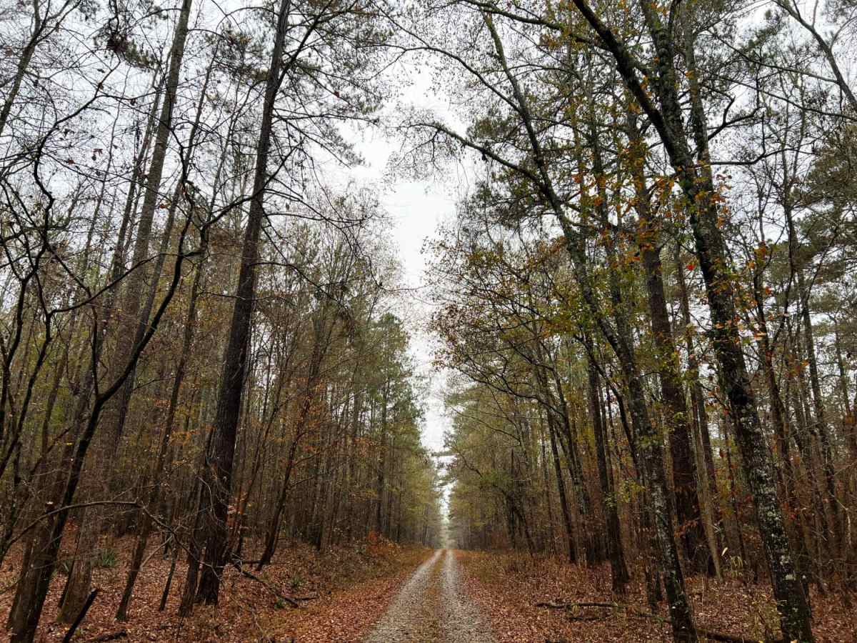 Ocmulgee Camp Loop trail photo