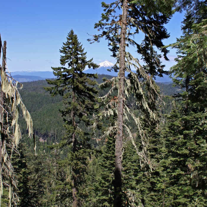 Near Grizzly Peak Loop Trail