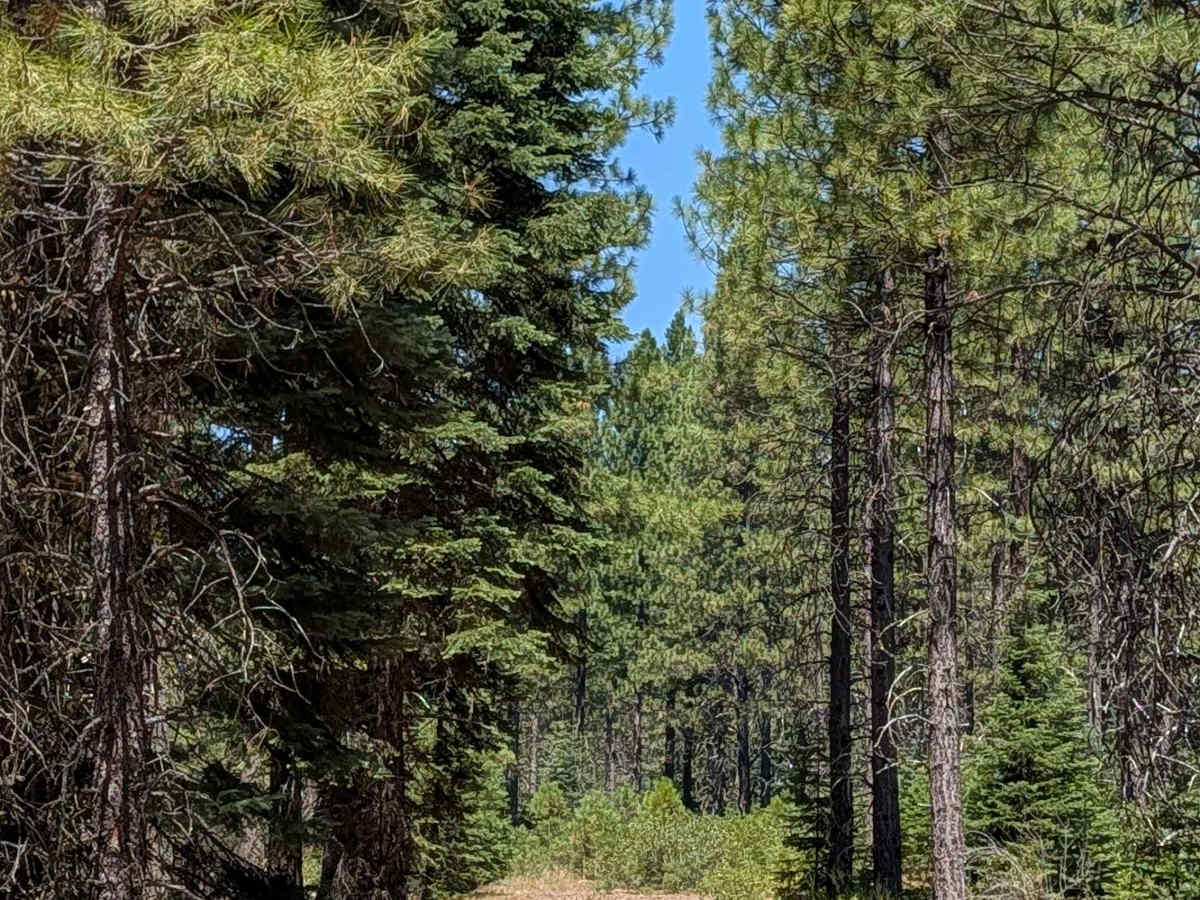 Porcupine Lake Spur C - FS 41N01C trail photo