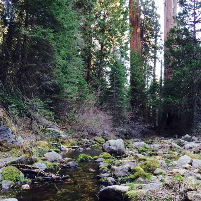 Near Redwood Mountain Grove: Hart Trail & Sugar Bowl Trail Loops