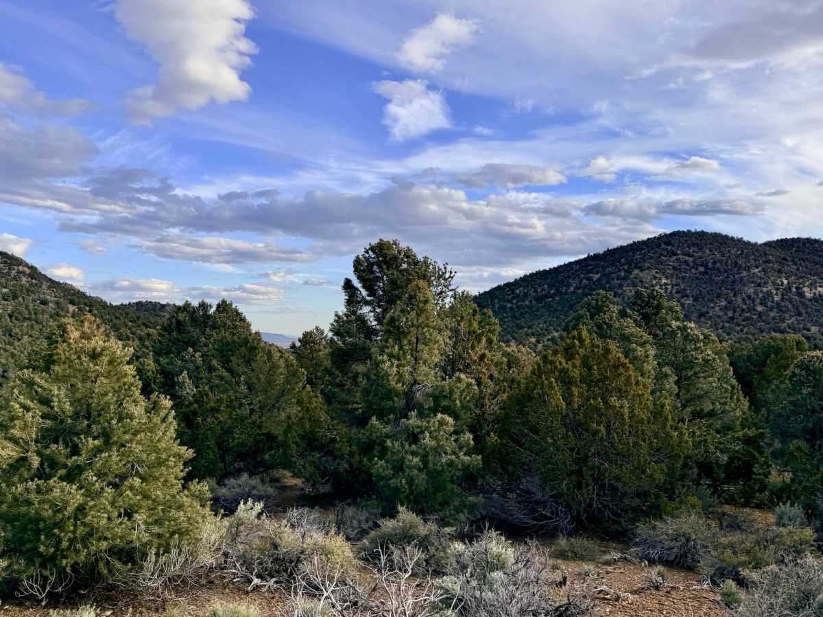 Pipe Spring - FS 44461 photo 3